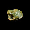 Frog by Nick Bibby