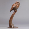 Little Owl by Nick Bibby