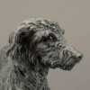 Lurcher (Grace) by Nick Bibby