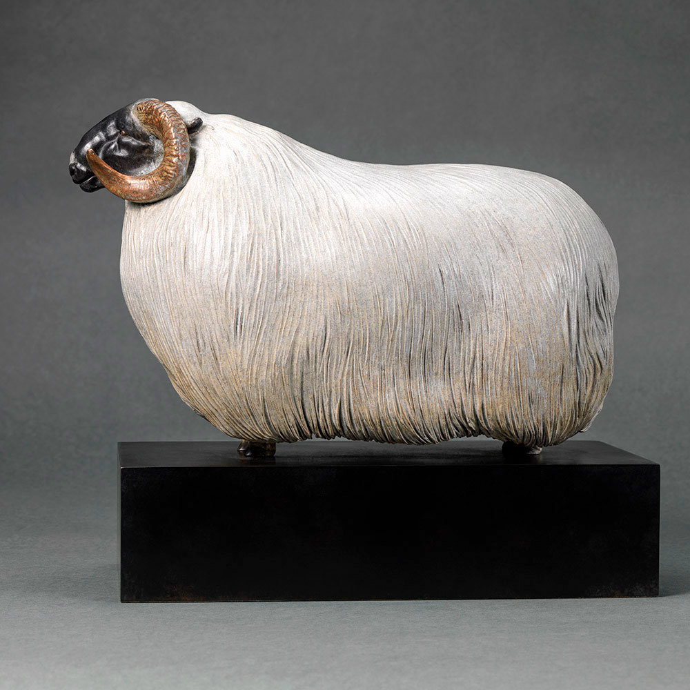 Scottish Blackface Sheep (Moortown JJ) by Nick Bibby