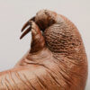 Walrus by Nick Bibby