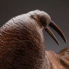Walrus by Nick Bibby