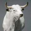 White Park Bull (Ash Nik-Nak) by Nick Bibby