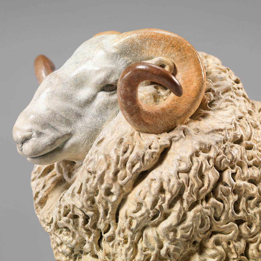 Whiteface Dartmoor Sheep (William) by Nick Bibby
