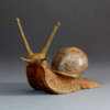 GARDEN SNAIL