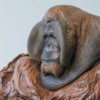 Life Size Sumatran Orangutan by Nick Bibby