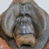 Life Size Sumatran Orangutan by Nick Bibby