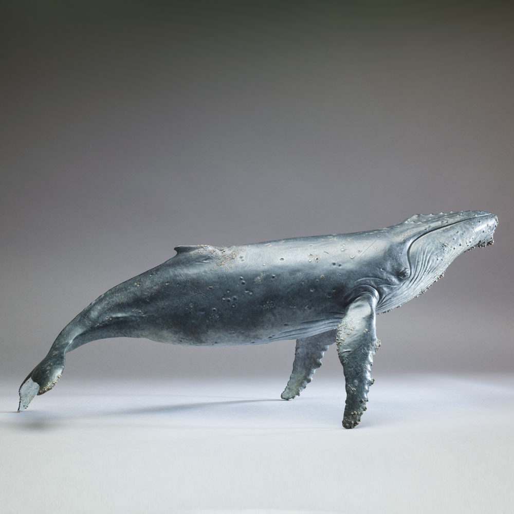 Humpback Whale by Nick Bibby