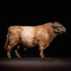 Belted Galloway Bull (Conqueror - Alternate Patina)