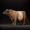 Belted Galloway Bull (Conqueror - Alternate Patina)