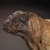 Belted Galloway Bull (Conqueror - Alternate Patina)