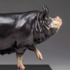 Berkshire Pig (Dittisham Lady 22) by Nick Bibby