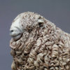 Devon and Cornwall Longwool Sheep (ED) by Nick Bibby