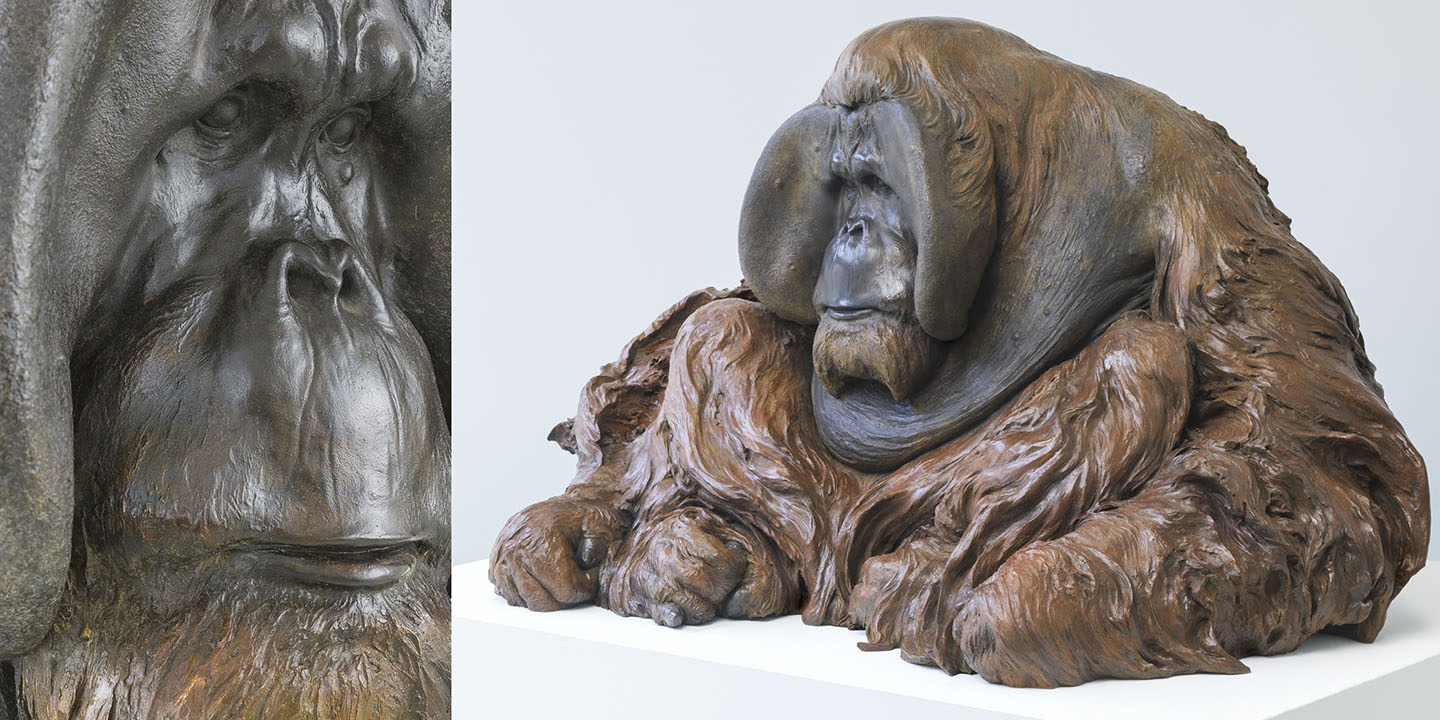 Link To Orangutan: “Old Man of the Forest”