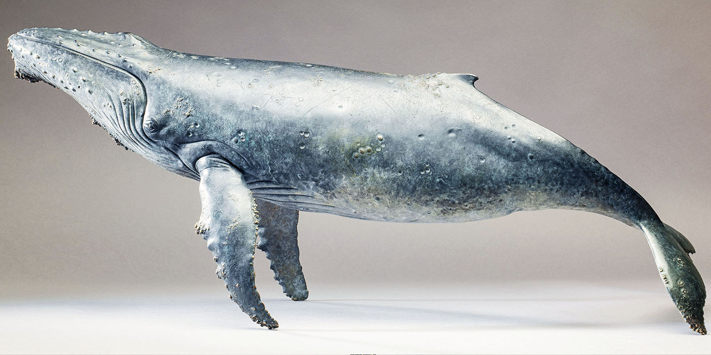 Link To Humpback Whale