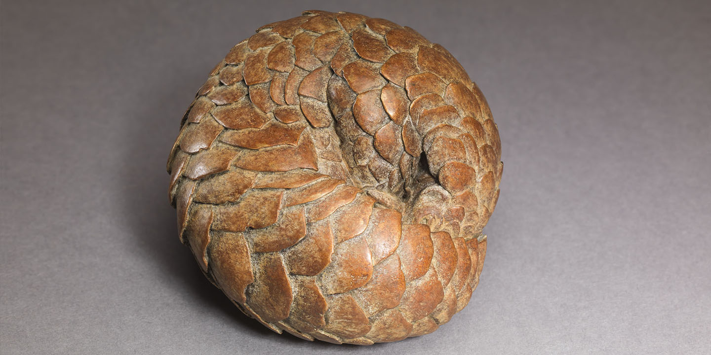 Link to Pangolin: Bronze